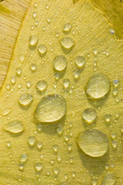 Dew drops on Gingko biloba tree leaf  Stock photo © AlessandroZocc
