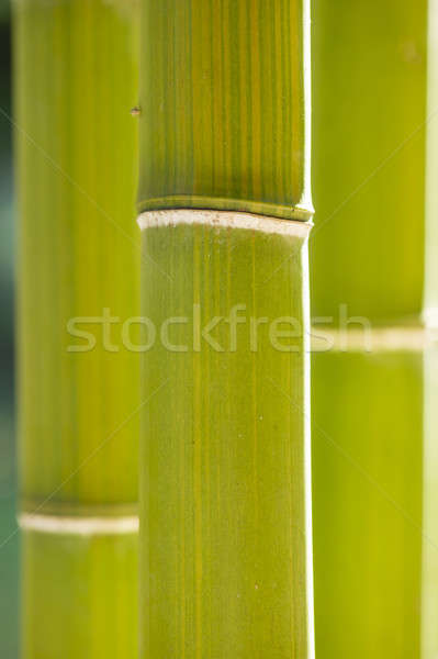 Stock photo: Bamboo cane detail