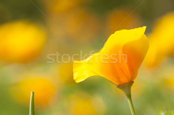 Eschscholzia californica, yellow and orange poppy wild flowers. Stock photo © AlessandroZocc