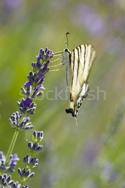бабочка паруса завода белый лаванды насекомое Сток-фото © AlessandroZocc