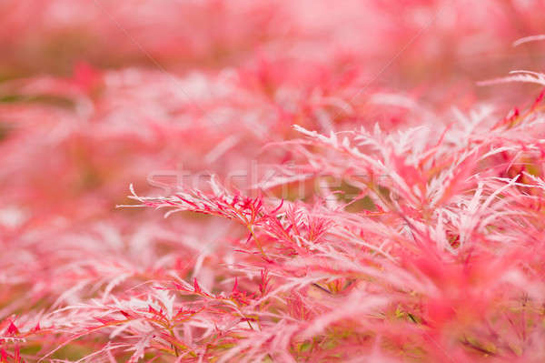 Maple tree leaves Stock photo © AlessandroZocc