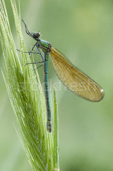 Damselfly covered with dew drops  Stock photo © AlessandroZocc