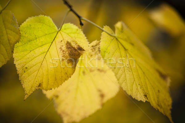autumnal leaves of lime tree, Stock photo © AlessandroZocc