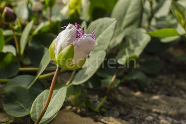 Plant with flowers of Capparis spinosa, caper bush. Stock photo © AlessandroZocc