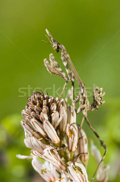 Sáska mediterrán rovar természet nyár zöld Stock fotó © AlessandroZocc