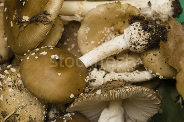 Stock photo: Amanita phalloides mushrooms