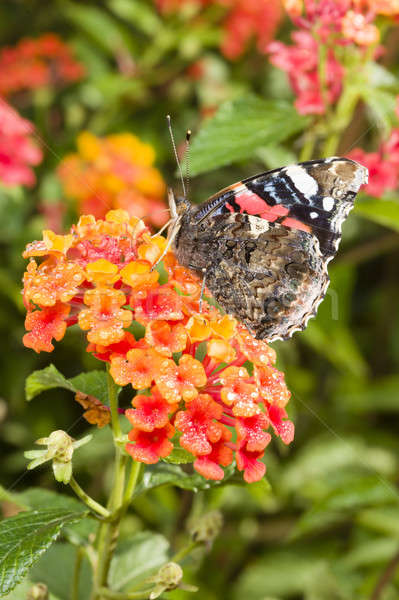Rouge coloré papillon fleurs nature Photo stock © AlessandroZocc