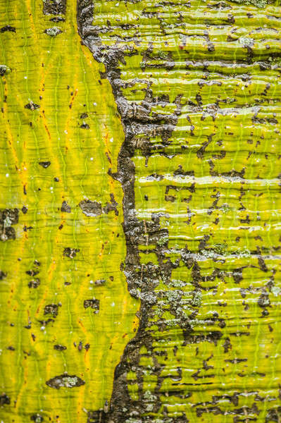 Chinese parasol tree trunk detail Stock photo © AlessandroZocc