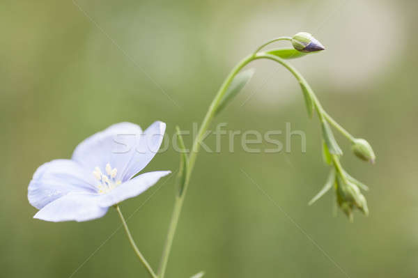 flower and buds of flax plant Stock photo © AlessandroZocc