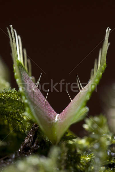 Carnivorous plant Venus flytrap with valves open and touch-sensitive hairs (Dionaea muscipula) Stock photo © AlessandroZocc