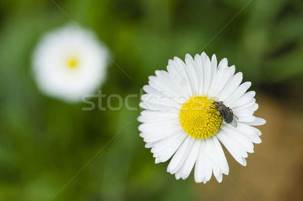 Fliegen Gänseblümchen Blume grünen Anlage Stock foto © AlessandroZocc