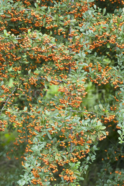 Orange baies Bush automne feuille Photo stock © AlessandroZocc