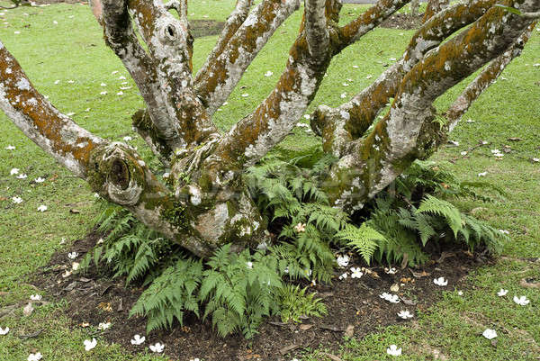 Ferns on Plumeria Tree Stock photo © AlessandroZocc