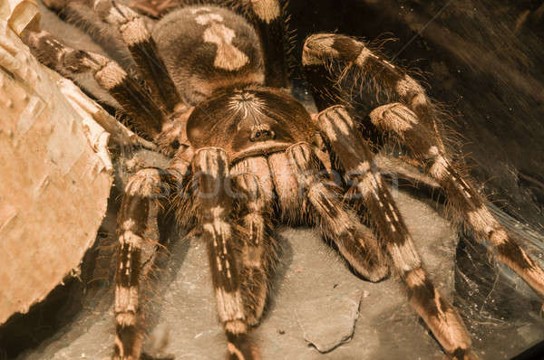 Foto stock: Tarántula · arana · detalle · madera · tropicales · miedo