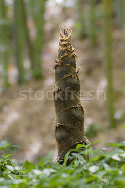 Detail of bamboo bud Stock photo © AlessandroZocc