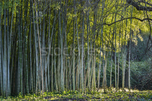 Bamboo forest edge  Stock photo © AlessandroZocc
