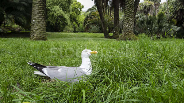 European Herring Gull, Larus argentatus Stock photo © AlessandroZocc