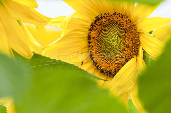 Sunflower in full bloom in summer Stock photo © AlessandroZocc