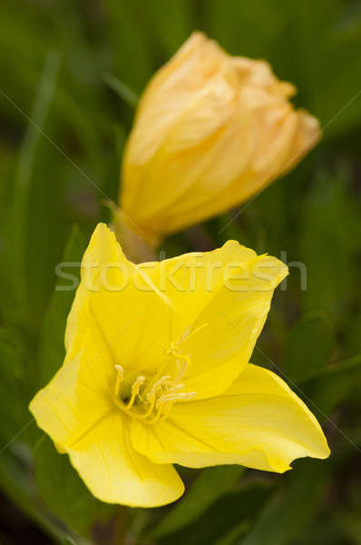 Missouri avond sleutelbloem eeuwigdurend plant gele bloemen Stockfoto © AlessandroZocc