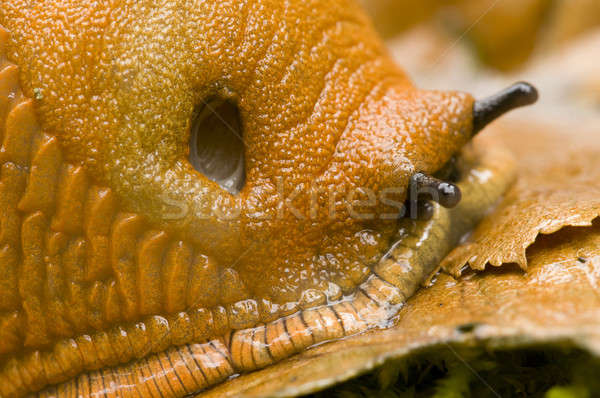Red slug, Arion, crawling on a dead leaf Stock photo © AlessandroZocc
