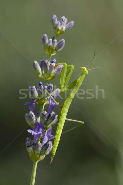 Male praying mantis  Stock photo © AlessandroZocc