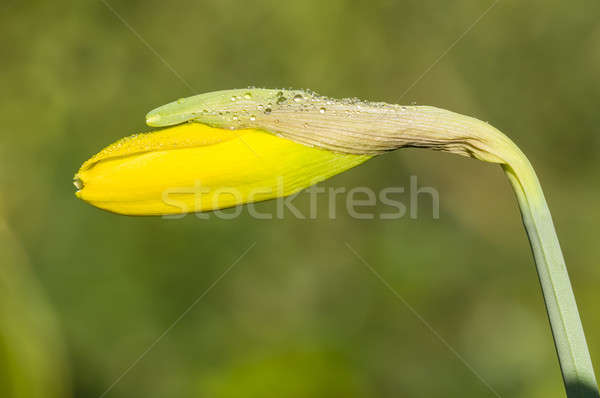 Narcissus flower bud Stock photo © AlessandroZocc