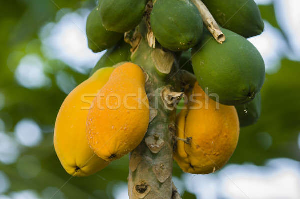 Yellow and green Mango fruits hanging from the tree Stock photo © AlessandroZocc