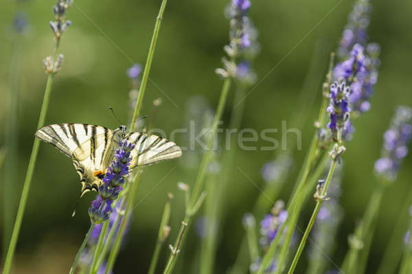 Mariposa vela planta blanco lavanda insectos Foto stock © AlessandroZocc