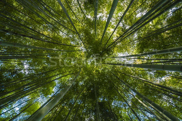 商业照片: 绿色    竹    森林    太阳 / green bamboo forest seen