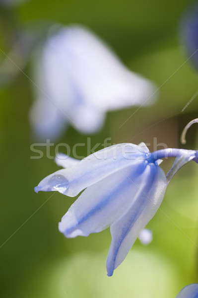 Dew drop on flower of common bluebell Stock photo © AlessandroZocc