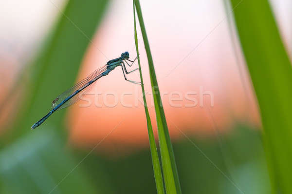 Damselfly resting on a blade of grass at sunset Stock photo © AlessandroZocc
