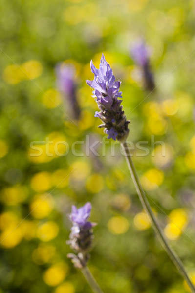 Lavander flowers under the sun Stock photo © AlessandroZocc