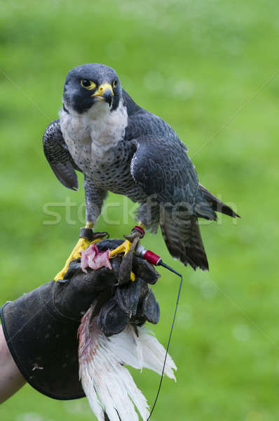 Falcon formation canard faucon oiseau Photo stock © AlessandroZocc
