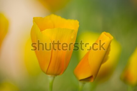 Jaune pavot fleurs plein fleurir herbe verte [[stock_photo]] © AlessandroZocc