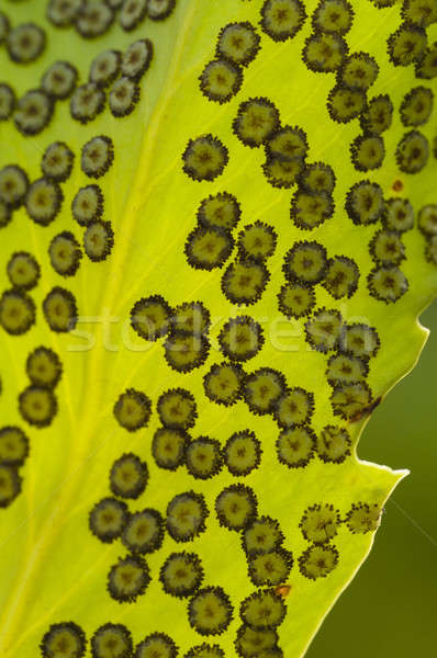 Ferigă spor capsule fructe scadea lateral Imagine de stoc © AlessandroZocc