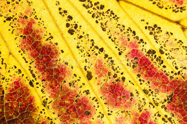 ツリー 葉 秋 落葉性の 家族 太陽 ストックフォト © AlessandroZocc