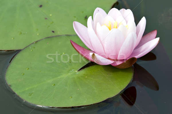 Stock photo: Pink waterlily flower and leaf with yellow stamens