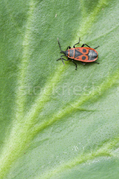 Negru roşu insectă verde frunze grădină Imagine de stoc © AlessandroZocc