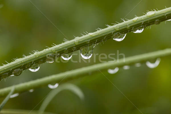 Agua rocío gotas hierba verde lluvia Foto stock © AlessandroZocc