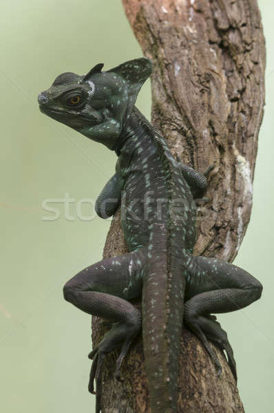 Basiliscus lizard Stock photo © AlessandroZocc