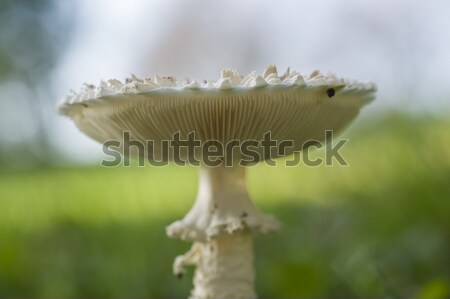 Pilz weiß zunehmend grünen Gras Gras Bereich Stock foto © AlessandroZocc