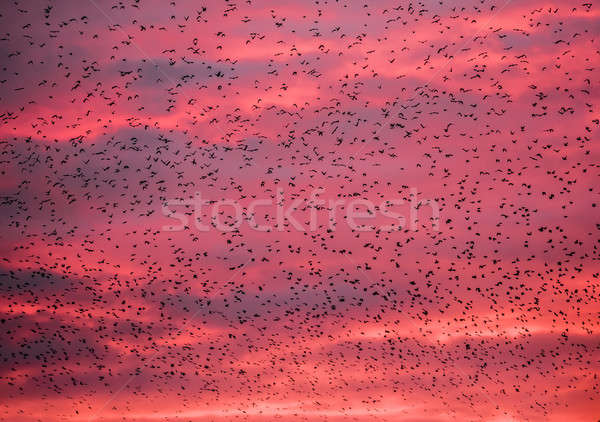 Starling bird flock  Stock photo © AlessandroZocc