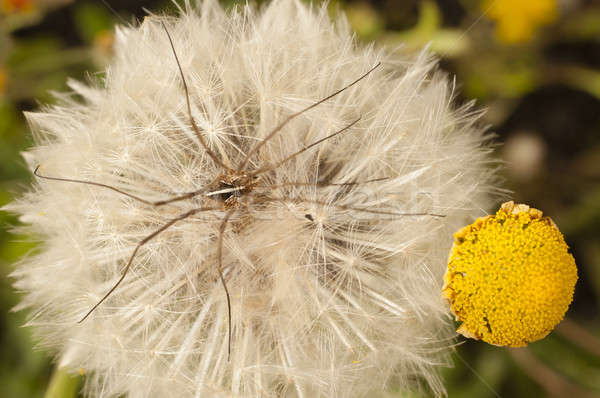Pissenlit semences papa herbe nature [[stock_photo]] © AlessandroZocc