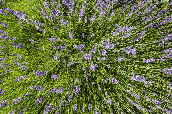 Lavender flower Stock photo © AlessandroZocc