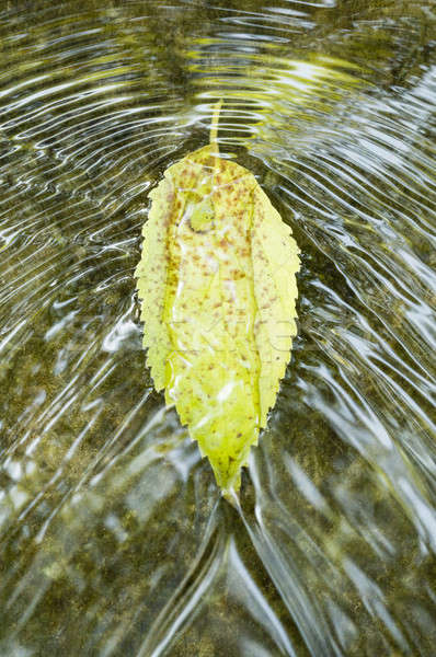 Leaf on flowing water Stock photo © AlessandroZocc