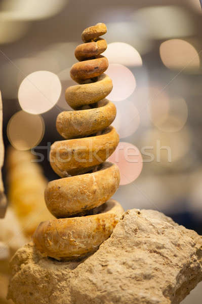 Fossil Shell heraus rock Stock foto © AlessandroZocc