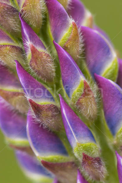 Detail of a Lupin FLower Spike Stock photo © AlessandroZocc