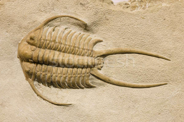 Stock foto: Fossil · Meer · Ozean · Sand · Stein · Tier