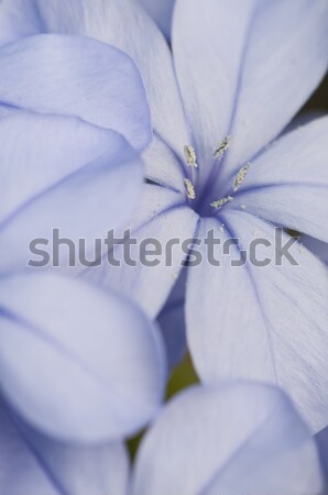 Flower bud of Plumbago auriculata  Stock photo © AlessandroZocc