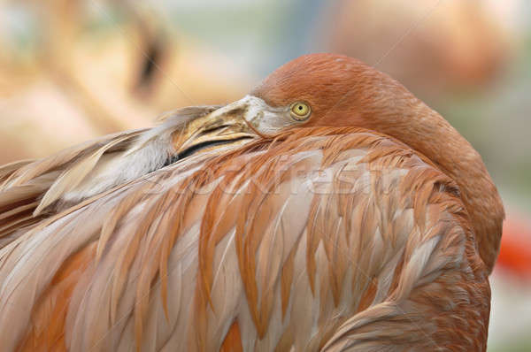 Flamingo bird  Stock photo © AlessandroZocc